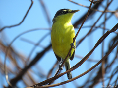 Todirostrum cinereum