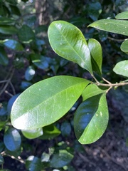 Acronychia pauciflora