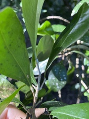 Acronychia pauciflora