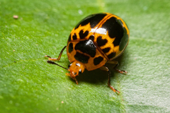 Iphiclus signatus
