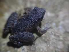 Microhyla palmipes