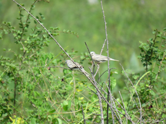 Columbina picui