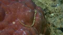 Corythoichthys flavofasciatus