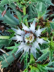 Eryngium