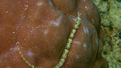 Corythoichthys flavofasciatus