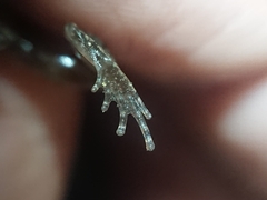 Microhyla palmipes