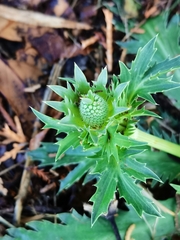 Eryngium
