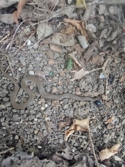 Haldea striatula