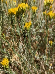 Chrysothamnus viscidiflorus puberulus