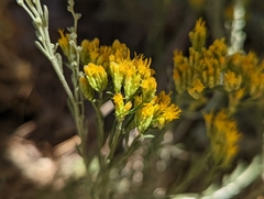 Chrysothamnus viscidiflorus puberulus