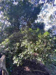 Acronychia pauciflora