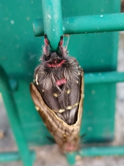 Paradirphia fumosa