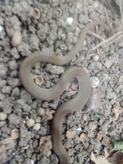 Haldea striatula