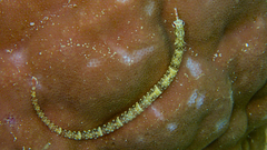 Corythoichthys flavofasciatus