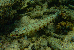 Parapercis clathrata