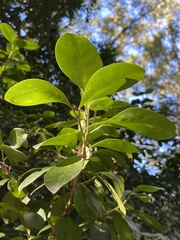 Acronychia pauciflora