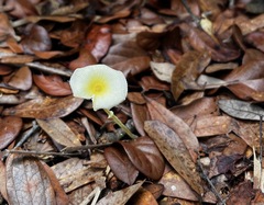 Leucocoprinus fragilissimus image