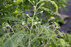 Leucaena leucocephala