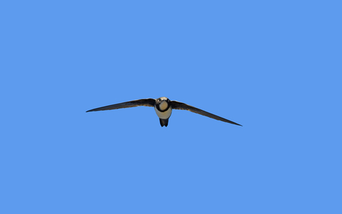 Vencejo real (Tachymarptis melba)