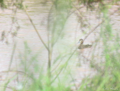 Netta erythrophthalma