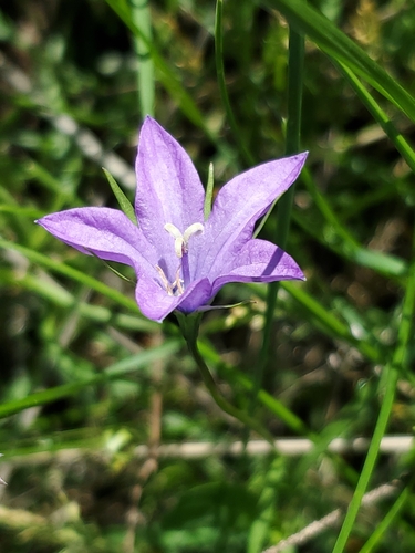 Image of Campanula parryi by no rights reserved