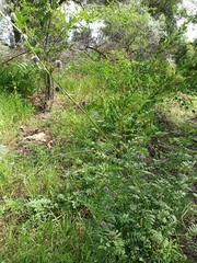 Glycyrrhiza echinata