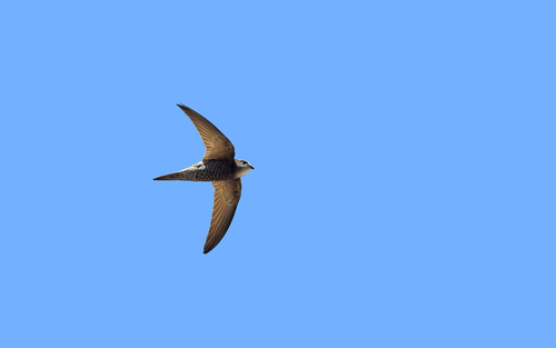 Vencejo pálido (Apus pallidus)