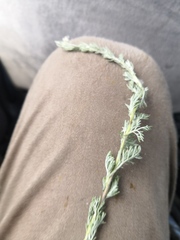 Artemisia sericea