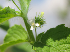 Lamiaceae