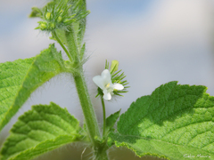 Lamiaceae