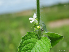 Lamiaceae