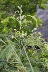 Leucaena leucocephala