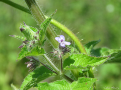 Lamiaceae