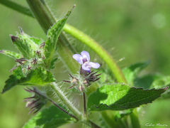 Lamiaceae