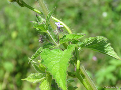 Lamiaceae