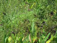 Chrysomus ruficapillus