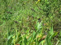 Chrysomus ruficapillus
