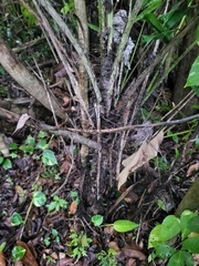 Aiphanes acanthophylla