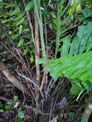 Aiphanes acanthophylla