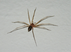 Cithaeron praedonius
