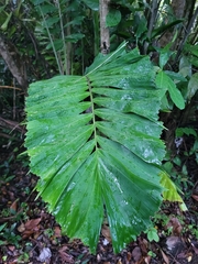 Aiphanes acanthophylla