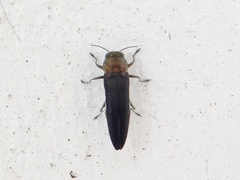 Agrilus sayi