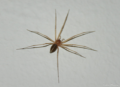 Cithaeron praedonius