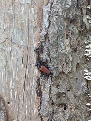 Stenelytrana emarginata