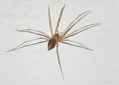 Cithaeron praedonius
