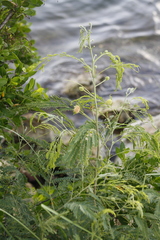 Leucaena leucocephala