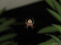 Eriophora edax