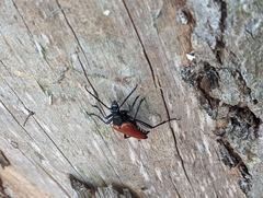 Stenelytrana emarginata