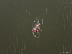 Eriophora edax