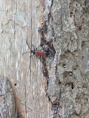 Stenelytrana emarginata
